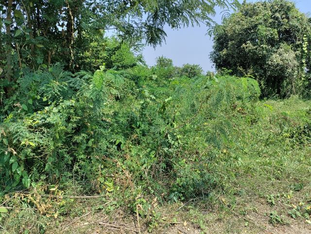 ใช่ ขายที่มีฉโนดติดคลอง รูปที่ 4