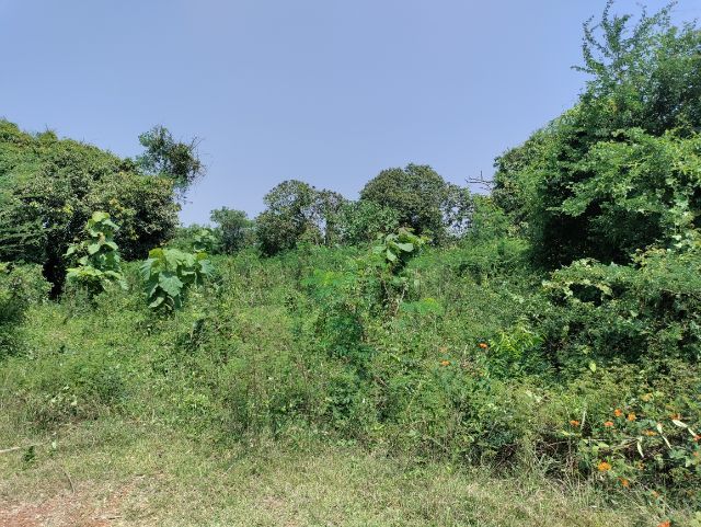 ใช่ ขายที่มีฉโนดติดคลอง รูปที่ 3