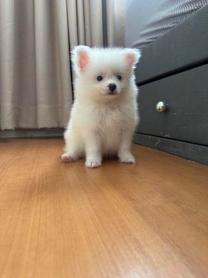 ปอมเมอเรเนียน (Pomeranian) เล็ก ปอมเมอเรเนี่ย