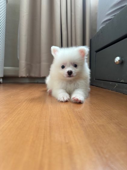 ปอมเมอเรเนี่ย รูปที่ 2