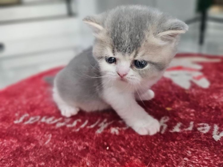 ขายแมว บริติส ช้อตแฮร์  รูปที่ 5