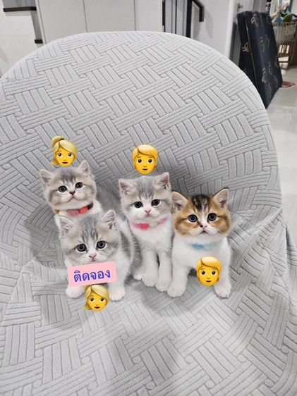 บริติช ชอร์ตแฮร์ (British Shorthair) ขายแมว บริติส ช้อตแฮร์ 