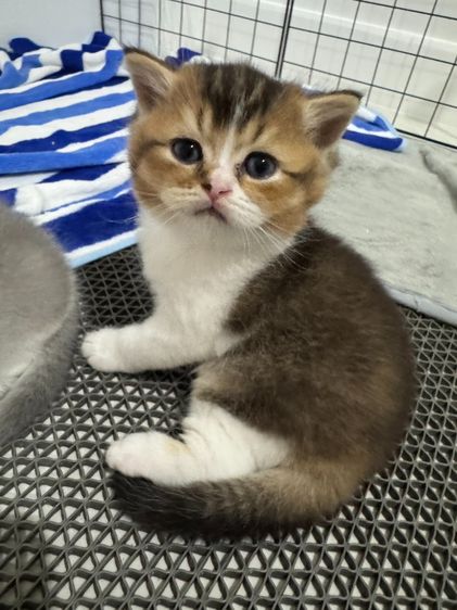 ขายแมว บริติส ช้อตแฮร์  รูปที่ 2