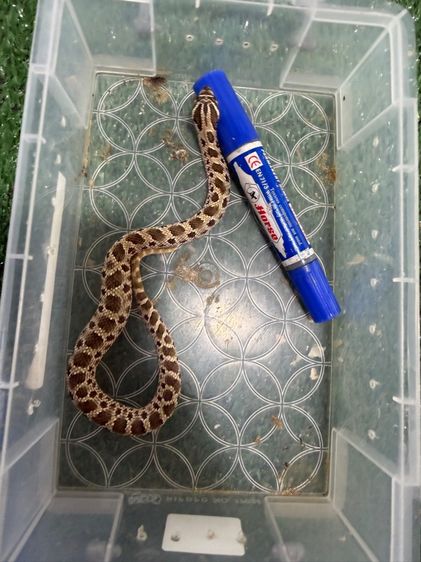 Hognose รูปที่ 2