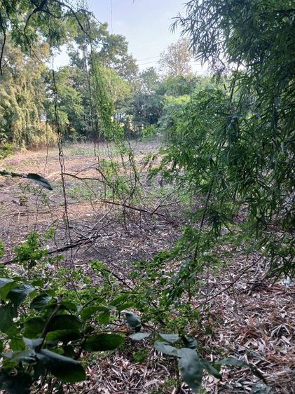 ขายให้เช่าที่ดินเขาน้อยติดถ.ท่าหลวง-ด่านขุนทดต.ลำสนธิอ.ชัยบาดาลจ.ลพบุรี รูปที่ 3