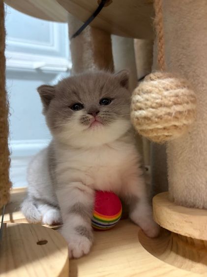 บริติชไลแลค รูปที่ 8