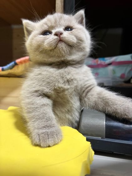 บริติชไลแลค รูปที่ 7