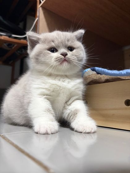 บริติชไลแลค รูปที่ 6