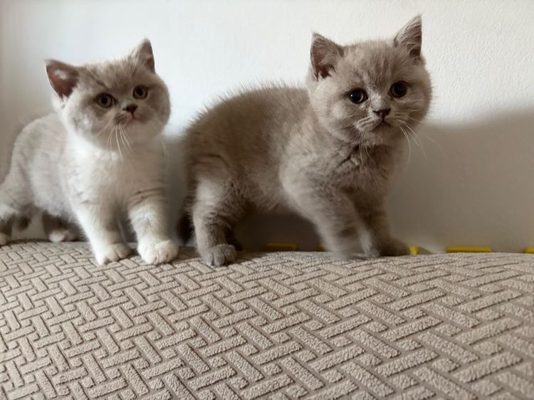 บริติชไลแลค รูปที่ 3