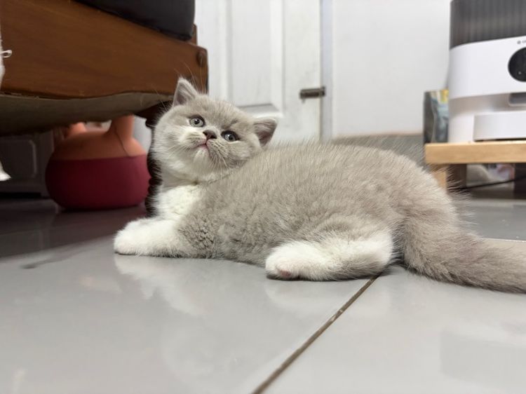 บริติชไลแลค รูปที่ 5