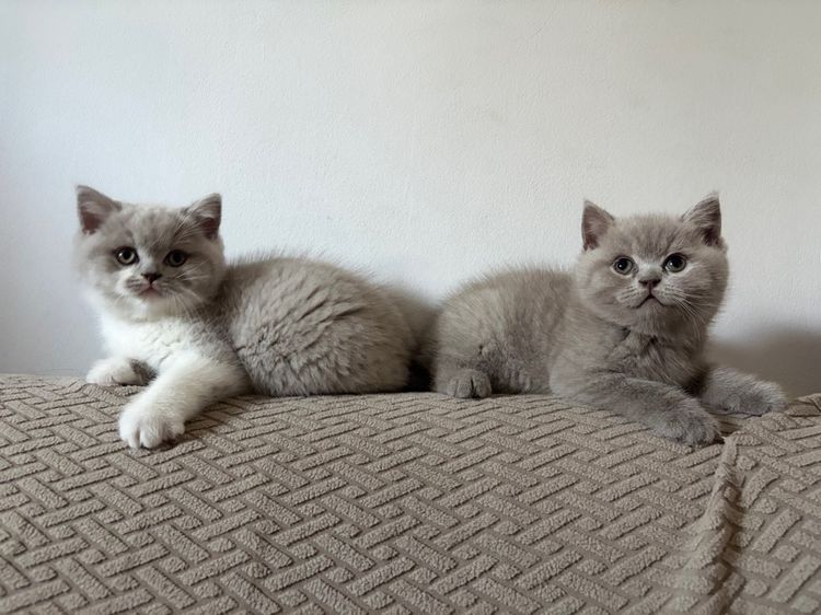 บริติชไลแลค รูปที่ 2