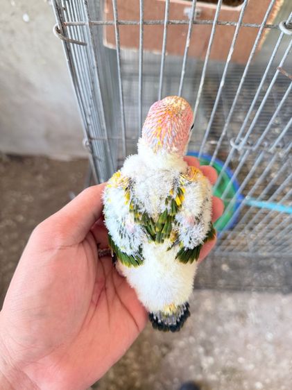 ซันคอนัว รูปที่ 6