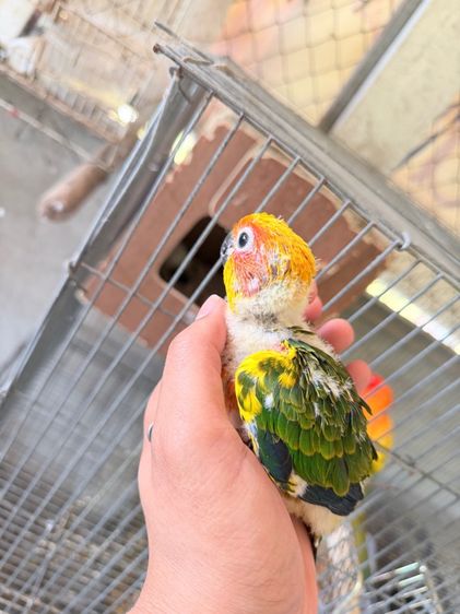 ซันคอนัว รูปที่ 3