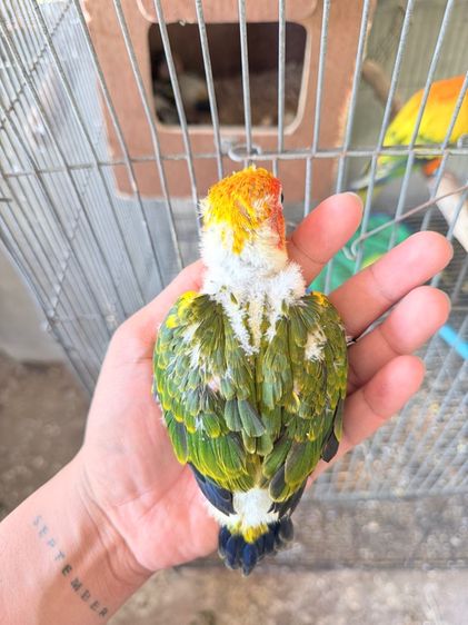 ซันคอนัว รูปที่ 4