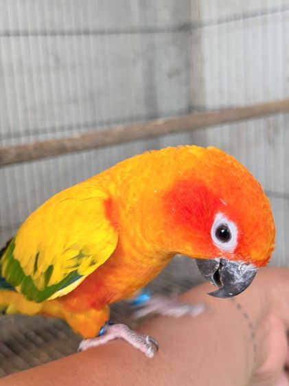 ซันคอนัว