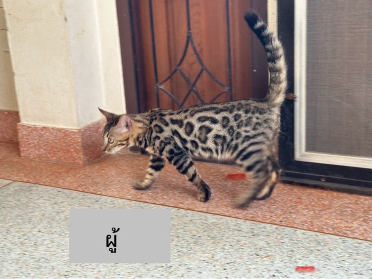 แมวเบงกอล รูปที่ 3