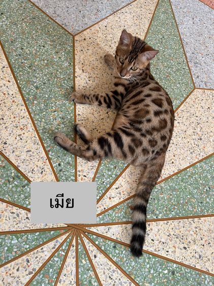 แมวเบงกอล