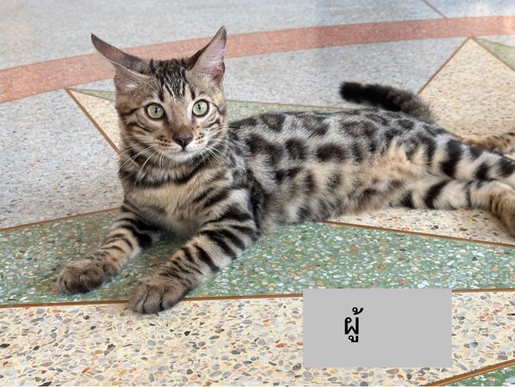 แมวเบงกอล รูปที่ 4