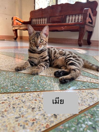 แมวเบงกอล รูปที่ 2