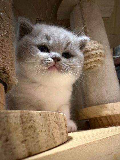 บริติชไลแลคไวท์ รูปที่ 3