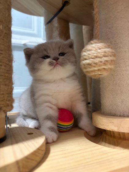 บริติชไลแลคไวท์ รูปที่ 2