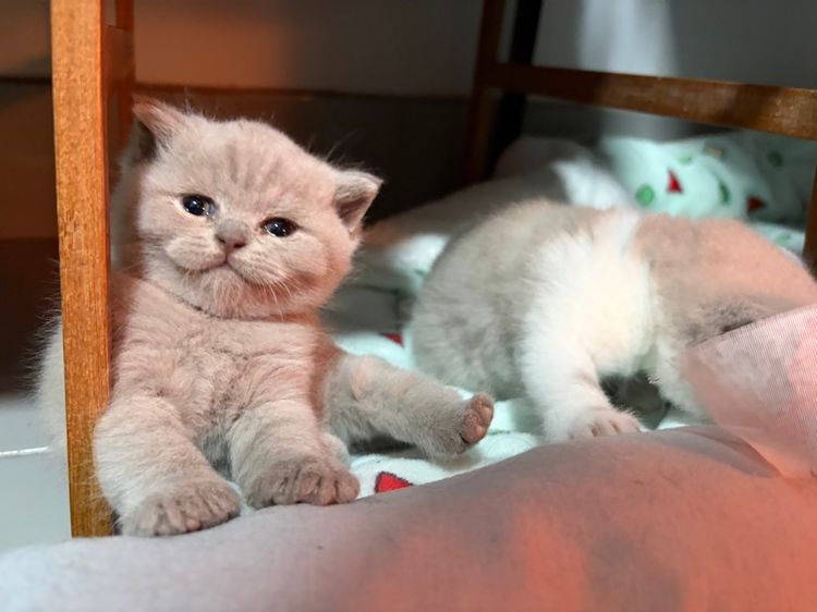 บริติชไลแลคไวท์ รูปที่ 4