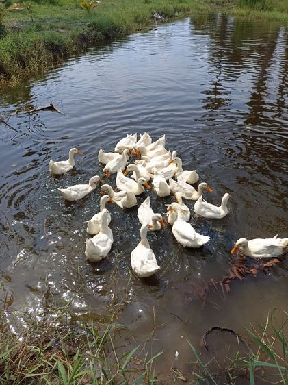 เป็ดอีเหลียง รูปที่ 3