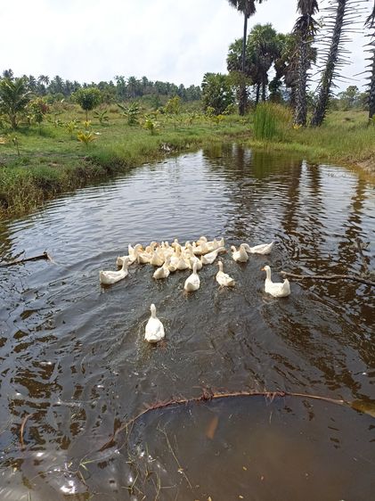 เป็ดอีเหลียง รูปที่ 5