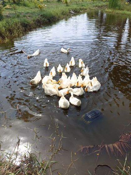 เป็ดอีเหลียง