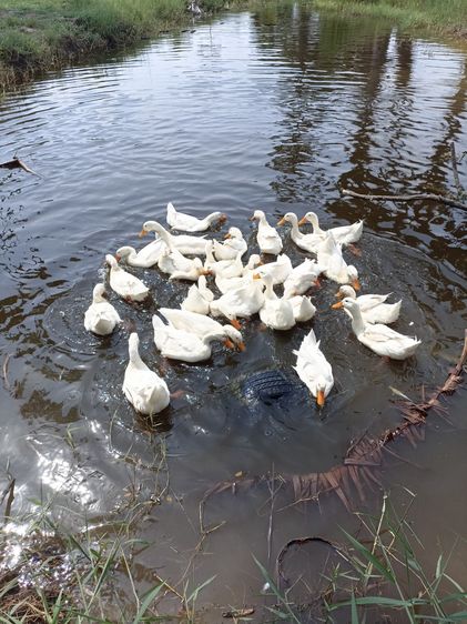 เป็ดอีเหลียง รูปที่ 2