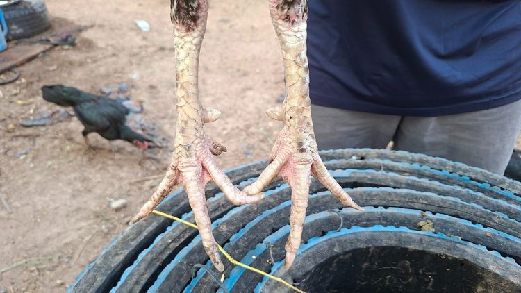 ก๋อยเชิงใส่เสื้อพม่า สวยๆกัดๆทุบๆ  3.3 รอยสวย ทำสายได้ ชนได้ อายุ 13-14  เดือน รูปที่ 12