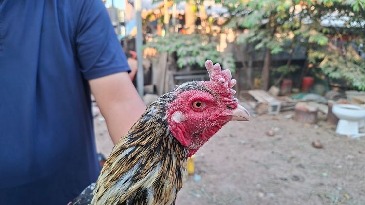 ก๋อยเชิงใส่เสื้อพม่า สวยๆกัดๆทุบๆ  3.3 รอยสวย ทำสายได้ ชนได้ อายุ 13-14  เดือน รูปที่ 6