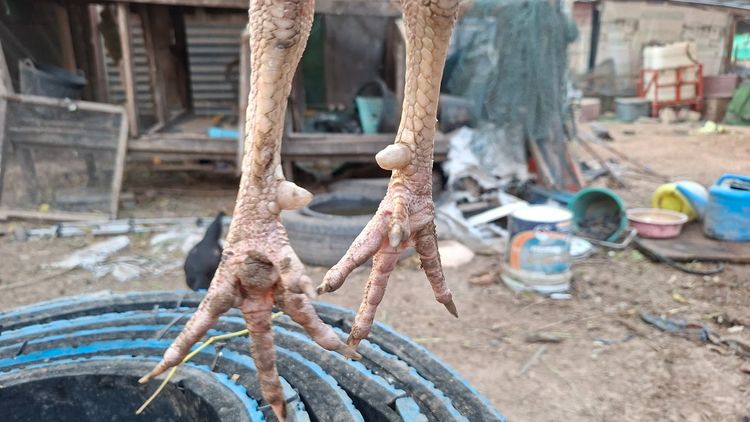 ก๋อยเชิงใส่เสื้อพม่า สวยๆกัดๆทุบๆ  3.3 รอยสวย ทำสายได้ ชนได้ อายุ 13-14  เดือน รูปที่ 14