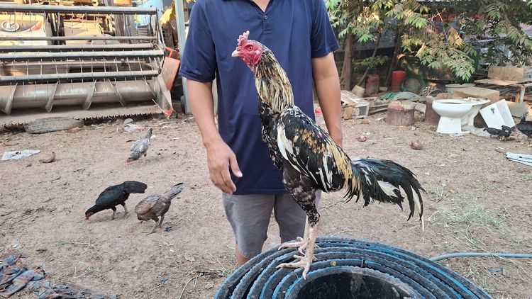 ก๋อยเชิงใส่เสื้อพม่า สวยๆกัดๆทุบๆ  3.3 รอยสวย ทำสายได้ ชนได้ อายุ 13-14  เดือน รูปที่ 2