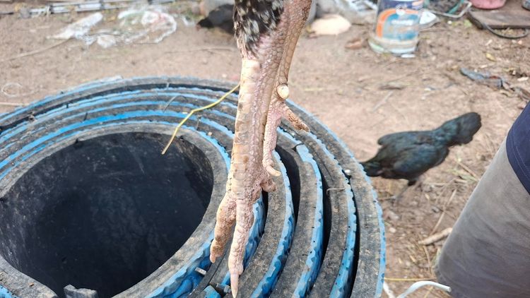 ก๋อยเชิงใส่เสื้อพม่า สวยๆกัดๆทุบๆ  3.3 รอยสวย ทำสายได้ ชนได้ อายุ 13-14  เดือน รูปที่ 13