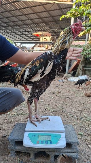 ก๋อยเชิงใส่เสื้อพม่า สวยๆกัดๆทุบๆ  3.3 รอยสวย ทำสายได้ ชนได้ อายุ 13-14  เดือน รูปที่ 3