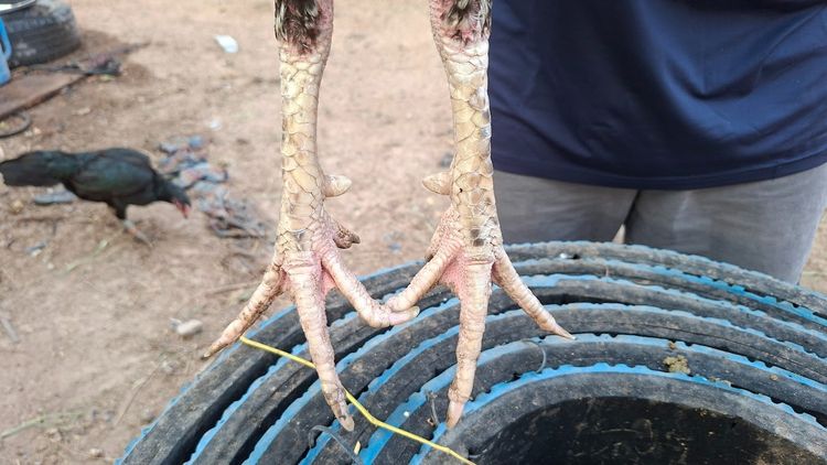 ก๋อยเชิงใส่เสื้อพม่า สวยๆกัดๆทุบๆ  3.3 รอยสวย ทำสายได้ ชนได้ อายุ 13-14  เดือน รูปที่ 11