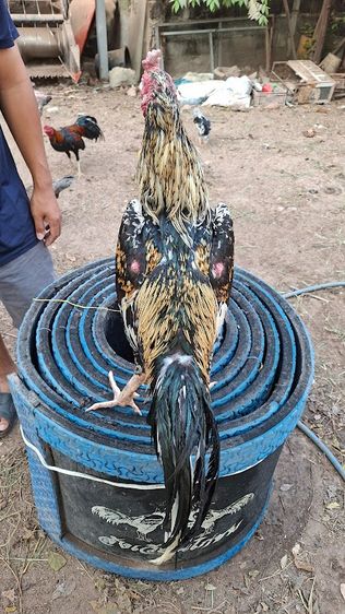 ก๋อยเชิงใส่เสื้อพม่า สวยๆกัดๆทุบๆ  3.3 รอยสวย ทำสายได้ ชนได้ อายุ 13-14  เดือน รูปที่ 5