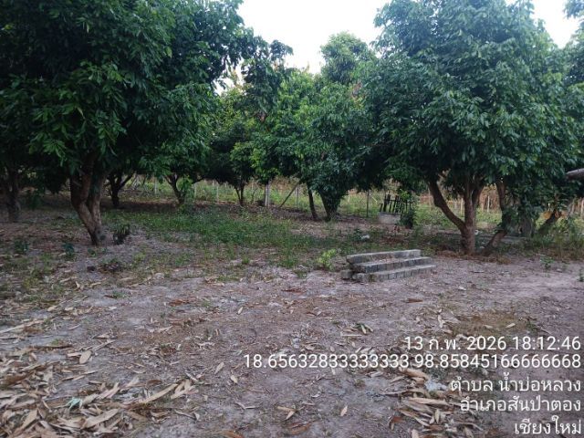 ขายที่ดินสวนลำไย “ทำเลสงบ” หลังวัดโรงวัว 1 งาน 46 ตรว. รูปที่ 2
