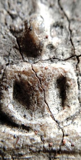 พระสมเด็จวัดระฆัง บางขุนพรหม เกศไชโย หลวงปู่ภู หลวงปู่นาค