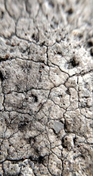 พระสมเด็จวัดระฆัง บางขุนพรหม เกศไชโย หลวงปู่ภู หลวงปู่นาค รูปที่ 6