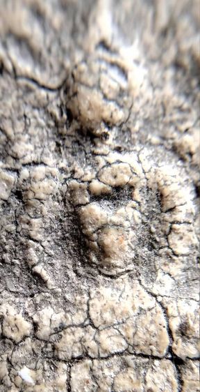 พระสมเด็จวัดระฆัง บางขุนพรหม เกศไชโย หลวงปู่ภู หลวงปู่นาค รูปที่ 14