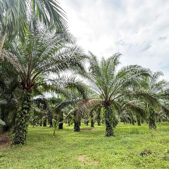 ขายที่ แปลงละ 96 ตาราวา 4 แปลง ติดถนนเพชรเกษม