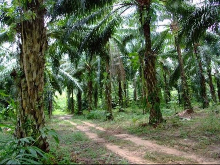 ขายที่ แปลงละ 96 ตาราวา 4 แปลง ติดถนนเพชรเกษม รูปที่ 2