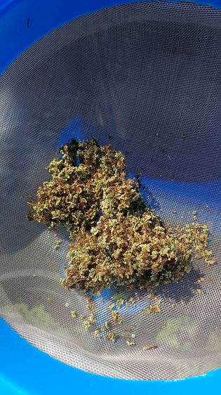 แหนแดงแห้ง