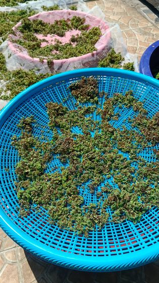 แหนแดงแห้ง รูปที่ 4