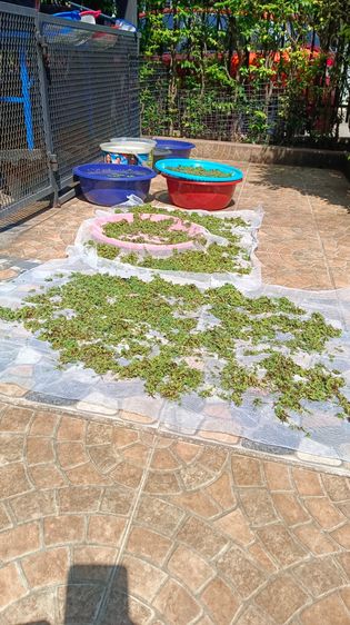 แหนแดงแห้ง รูปที่ 2