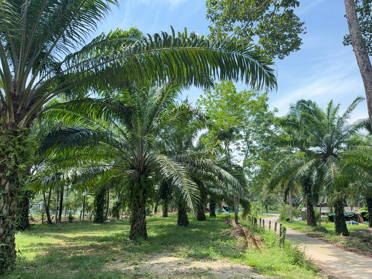 ขายที่ 4 แปลง ติดถนนเพชรเกษม รูปที่ 2