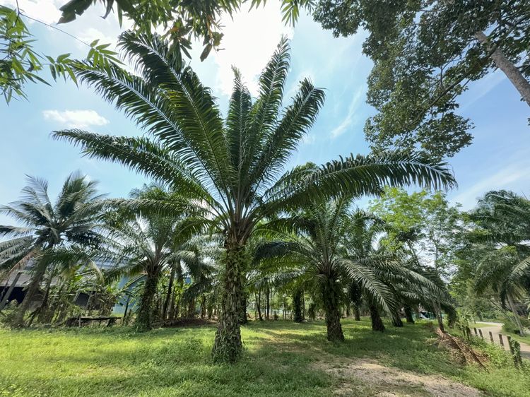 ขายที่ 4 แปลง ติดถนนเพชรเกษม