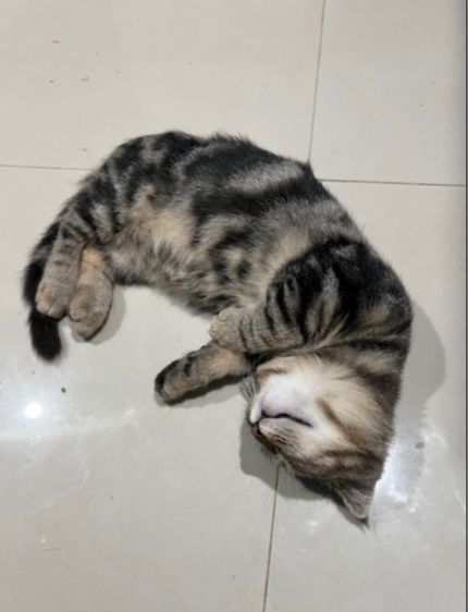 แมวสก็อตติช ขาสั้น  รูปที่ 4